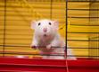 Hodowla szczurów domowych – zobacz, gdzie kupić rasowego gryzonia