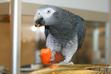 Karma dla papug – rodzaje, skład, cena, opinie, porady żywieniowe