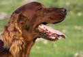 Ślinotok u psa – przyczyny, leczenie, zapobieganie, porady weterynarza