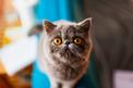 Kot egzotyczny – informacje, zdjęcia, usposobienie, porady właścicieli