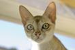 Kot singapurski – opis, charakter, cechy szczególne, opinie hodowców