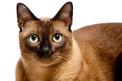 Jaka jest cena kota burmskiego? Sprawdź, ile kosztują kocięta