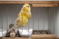Ptaki ozdobne – gatunki, zdjęcia, informacje, ciekawostki