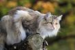 Charakter norweskiego kota leśnego – co wyróżnia norwega?