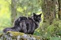 Czarny leśny kot norweski – opis, pielęgnacja, opinie