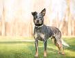 Australijski pies pasterski (Australian cattle dog) - opis, charakter, ceny szczeniąt