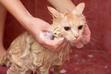 Jak wybrać szampon dla kota – ranking szamponów pielęgnacyjnych