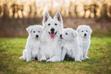 Białe psy - lista ras wraz z opisami, porady, opinie, zdjęcia