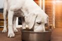 Karma dla psa Josera – rodzaje, wartości odżywcze, opinie