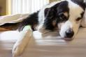 Parwowiroza u psa – objawy, sposoby zakażenia, leczenie, powikłania