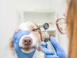 Zapalenie spojówek u psa – przyczyny, objawy, leczenie, powikłania