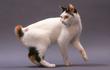 Kot japoński bobtail – opis, charakter, zdjęcia, porady właścicieli