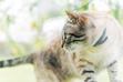 Obroże Foresto dla kota – rodzaje, zastosowanie, ceny, opinie