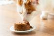 Jaka mokra karma dla kota jest najlepsza? Oto spis dobrych produktów
