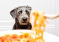 Makaron dla psa – rodzaje, wartości odżywcze, opinie