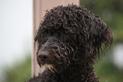 Portugalski pies dowodny - opis, charakterystyka, wychowanie, ceny
