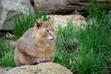 Kot błotny, kot bagienny, kot trzcinowy – opis, charakter, pochodzenie