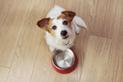 Jak karmić psa? Zasady układania diety