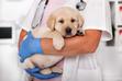 Młodzieńcze zapalenie kości u psa – objawy, przyczyny, leczenie, powikłania