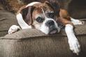 Osteoartroza u psa – objawy, leczenie, powikłania, rokowania