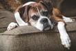 Osteoartroza u psa – objawy, leczenie, powikłania, rokowania