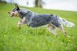 Australian stumpy tail cattle dog - informacje, charakter, porady