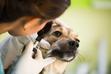 Jaskra u psa – objawy, leczenie, rokowania, sposoby zapobiegania