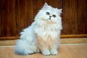 Kot brytyjski długowłosy - wygląd, charakter, opinie, zdrowie