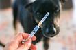 Kalendarz szczepień psa - sprawdź obowiązkowe i zalecane szczepienia