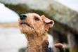 Najlepsze hodowle teriera walijskiego - zobacz, gdzie kupić rasowego psa