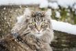 Leśny kot norweski – opis, charakter, żywienie, pielęgnacja