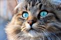 Ceny kotów norweskich – ile kosztuje kot z rodowodem lub bez?