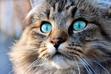 Ceny kotów norweskich – ile kosztuje kot z rodowodem lub bez?