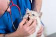 Zapalenie dziąseł u kota – objawy, przyczyny, metody leczenia, zapobieganie