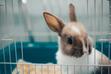 Żwirek dla królika – rodzaje, skład, cena, opinie, porady