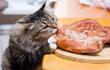 Żywienie BARF dla kota – opis, karmy, porady praktyczne