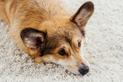 Jakie są najczęstsze przyczyny dysplazji biodra u psa?