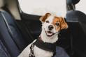 Pasy dla psa – rodzaje, ceny, montaż, opinie, porady
