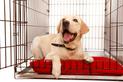 Klatka kennelowa dla psa – opis, zastosowanie, ceny, opinie