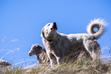 Akbash dog - opis, charakter, pochodzenie, wymagania, opinie