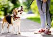 Linka treningowa dla psa – rodzaje, zastosowanie, opinie, porady