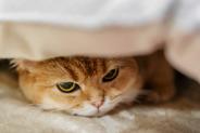 Białaczka u kota (FeLv) - przyczyny, objawy, sposoby leczenia, rokowania