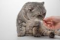 Tauryna dla kota – wyjaśniamy, dlaczego należy podawać taurynę