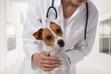 Dyskopatia u psa - objawy, leczenie, rehabilitacja, informacje