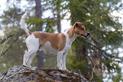 Duńsko-szwedzki pies wiejski - historia rasy, opis, zdjęcia