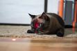 Laser dla kota – rodzaje, producenci, zastosowanie, opinie