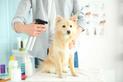 Suchy szampon dla psa – rodzaje, ceny, skuteczność, opinie
