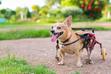 Wózek inwalidzki dla psa – modele, ceny, porady praktyczne