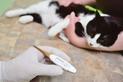 Panleukopenia (wirus panleukopenii kotów) - objawy, leczenie, rokowania