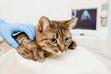 Niewydolność nerek u kota - objawy, leczenie, rokowania, porady